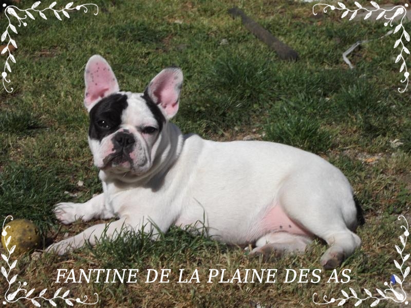 Fantine De la plaine des as