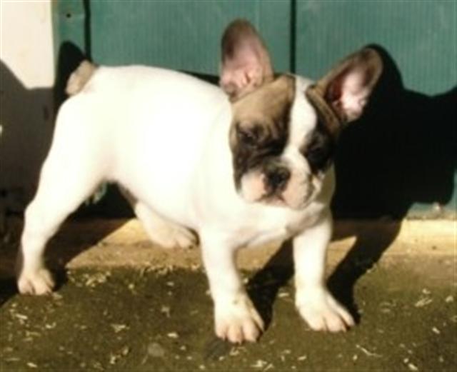 Cisley De la plaine des as
