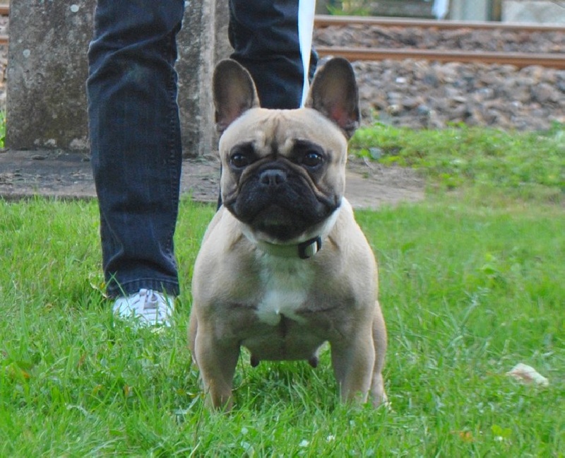 Diva De la plaine des as