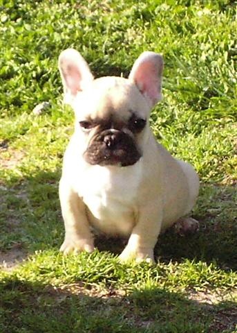 De la plaine des as - Bouledogue français - Portée née le 20/01/2010