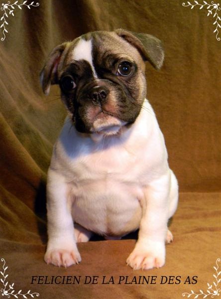 De la plaine des as - Bouledogue français - Portée née le 12/09/2010
